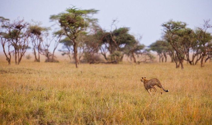 natsionalnyy-park-serengeti_90 (700x412, 317Kb)