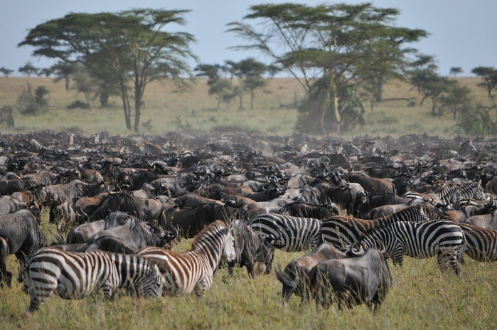 natsionalnyy-park-serengeti_98 (700x464, 378Kb)