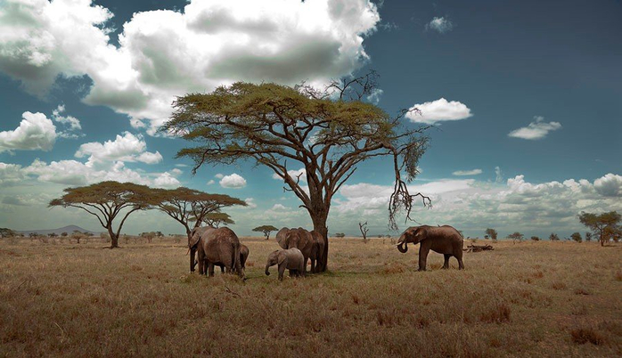 natsionalnyy-park-serengeti_100 (700x402, 291Kb)