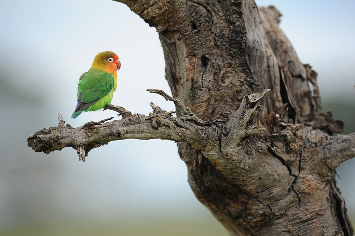 natsionalnyy-park-serengeti_103 (700x465, 299Kb)