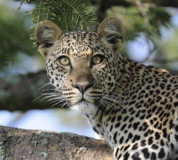 natsionalnyy-park-serengeti_110 (700x629, 450Kb)