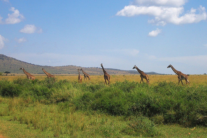 natsionalnyy-park-serengeti_115 (700x466, 415Kb)