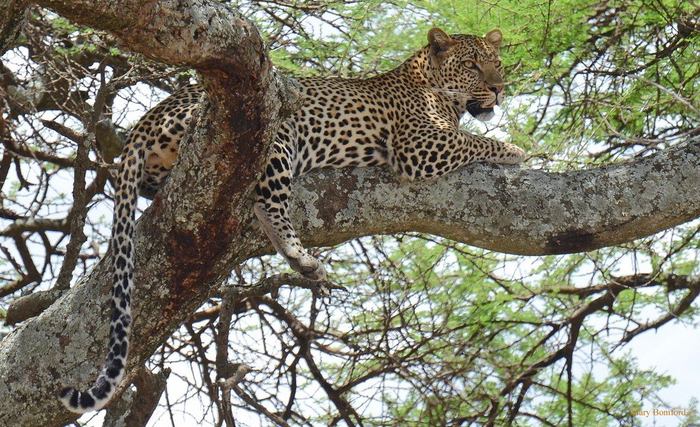 natsionalnyy-park-serengeti_117 (700x427, 460Kb)
