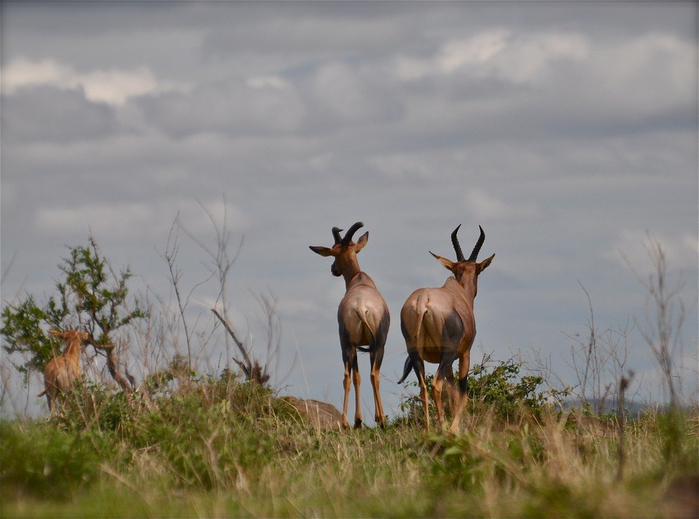 natsionalnyy-park-serengeti_119 (700x519, 291Kb)
