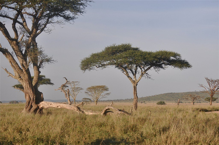natsionalnyy-park-serengeti_124 (700x464, 324Kb)