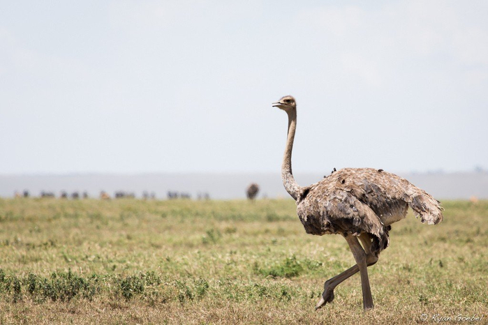 natsionalnyy-park-serengeti_137 (700x466, 242Kb)