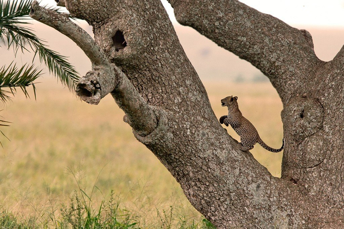 natsionalnyy-park-serengeti_141 (700x466, 402Kb)