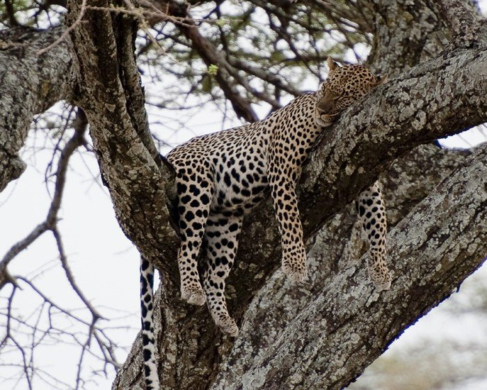 natsionalnyy-park-serengeti_143 (700x560, 452Kb)