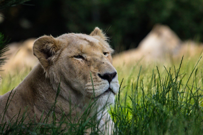natsionalnyy-park-serengeti_145 (700x466, 338Kb)