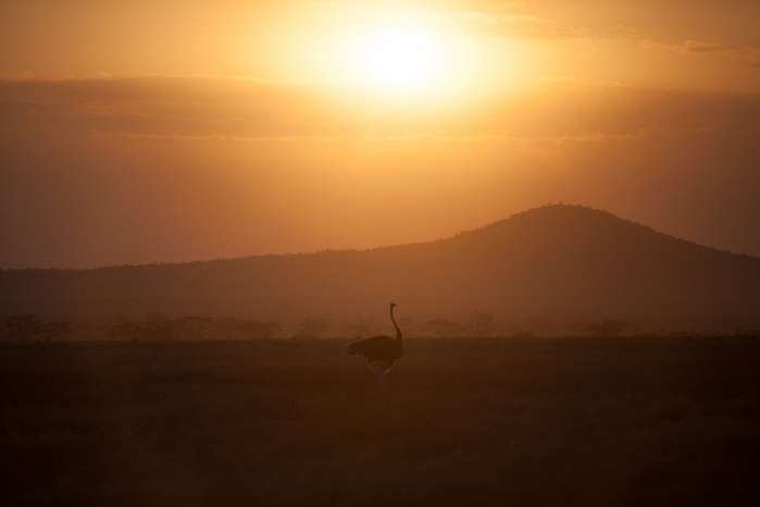 natsionalnyy-park-serengeti_149 (700x466, 154Kb)