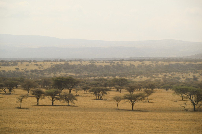 natsionalnyy-park-serengeti_151 (700x466, 270Kb)