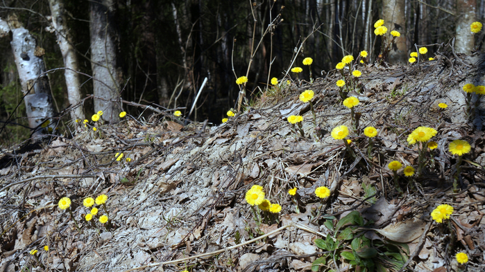 DSC02763 (700x393, 480Kb)