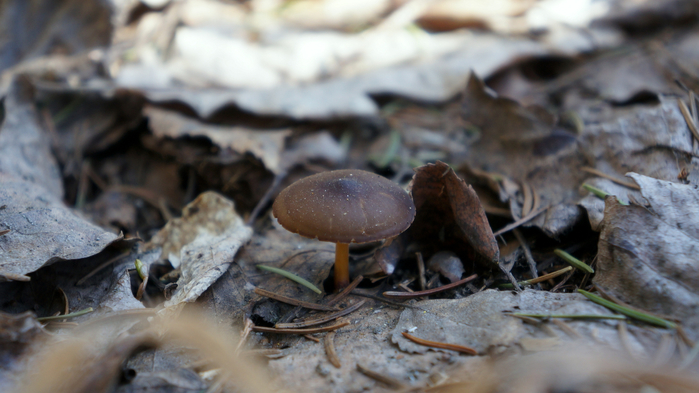 DSC02770 (700x393, 313Kb)