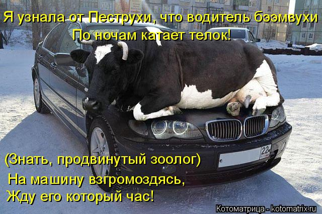 kotomatritsa_3 (640x426, 270Kb)