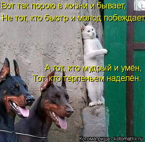 kotomatritsa_C (464x454, 190Kb)