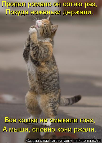 kotomatritsa_E (431x600, 169Kb)