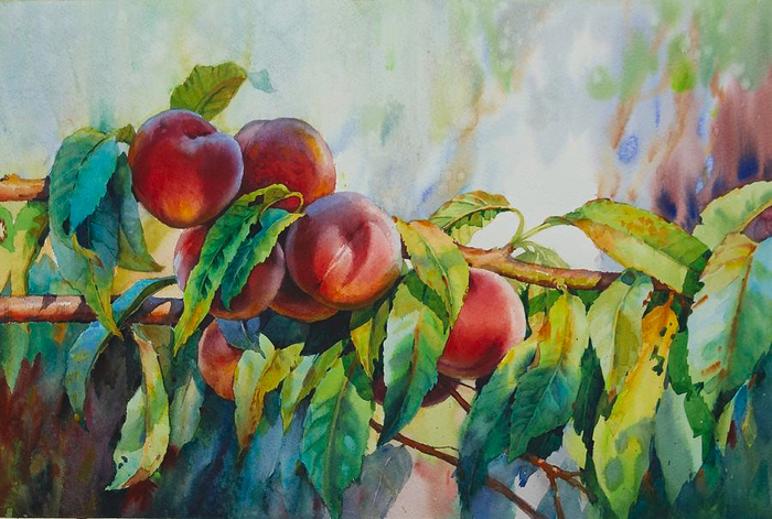 watercolor-peaches-samira-yanushkova (700x471, 417Kb)