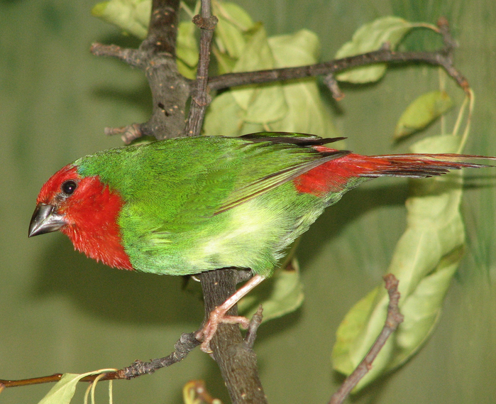 Red-throated_Parrotfinch (700x569, 521Kb)