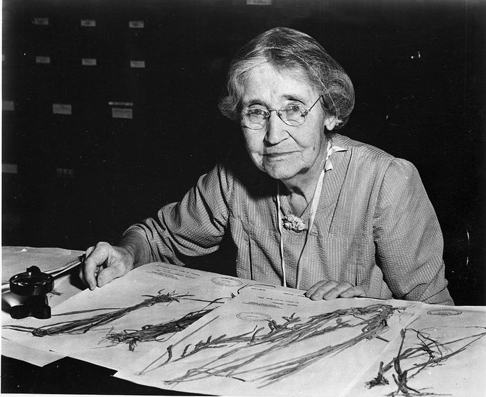 Mary_Agnes_Chase_(1869-1963),_sitting_at_desk_with_specimens (700x571, 263Kb)