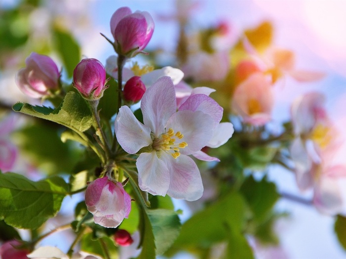 Apple-flowers-bloom-spring-bokeh_1600x1200 (700x525, 94Kb)