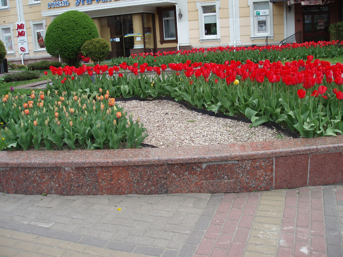 P1010074 (700x525, 580Kb)