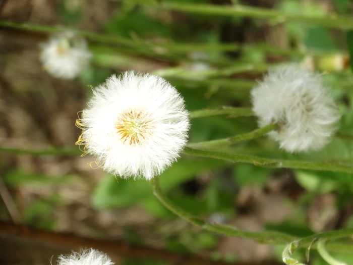 DSC02686 (700x525, 82Kb)