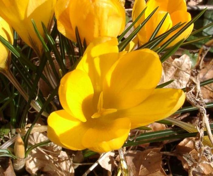 CrocusEABowles (700x581, 61Kb)