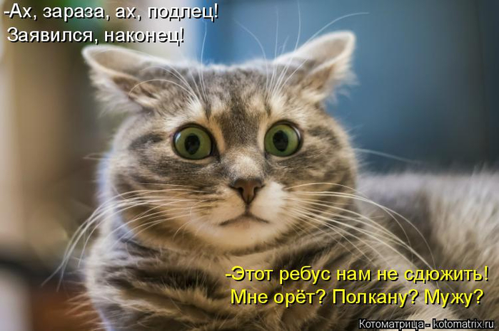 kotomatritsa__ (700x465, 291Kb)