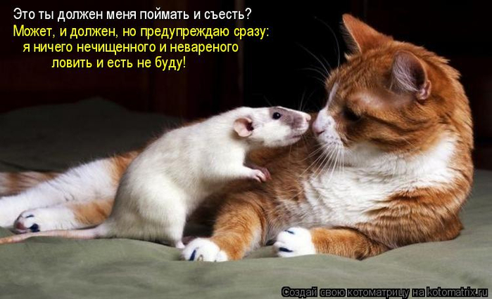 kotomatritsa_Bc (700x426, 266Kb)