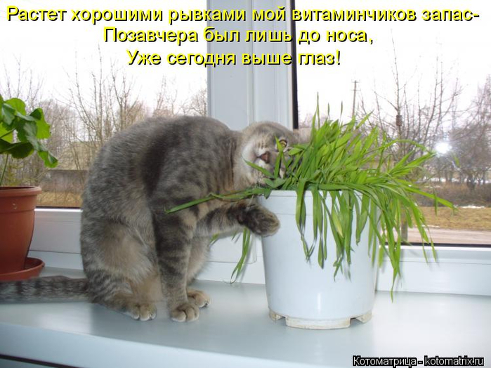 kotomatritsa_Dy (700x524, 343Kb)