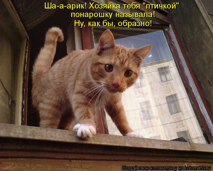 kotomatritsa_EG (700x563, 423Kb)