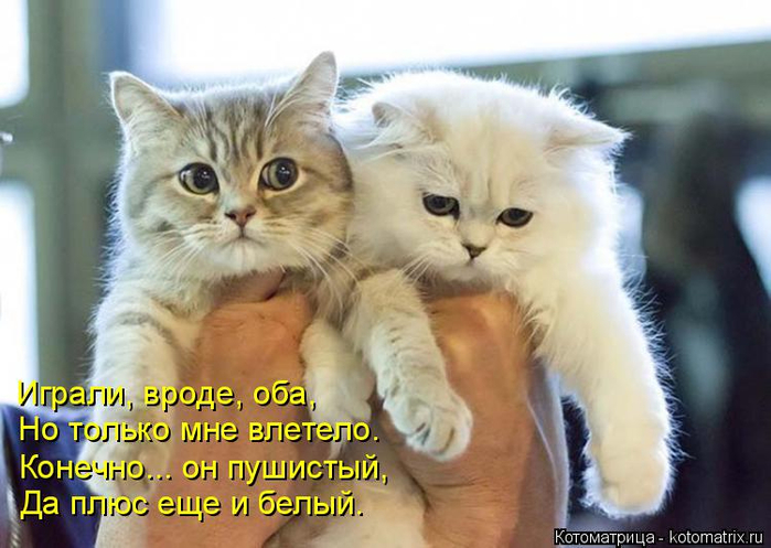 kotomatritsa_j (700x497, 323Kb)