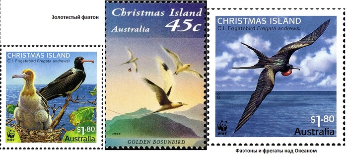 CI-Frigatebirds-Fregata-andrewsi-on-branch (700x318, 107Kb)