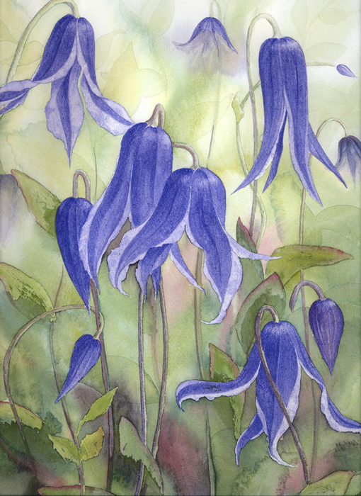 blue_clematis_by_louise_art_dzifqp-fullview (510x700, 423Kb)
