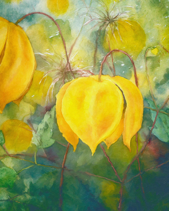 yellow-bells-zeana-romanovna (560x700, 464Kb)