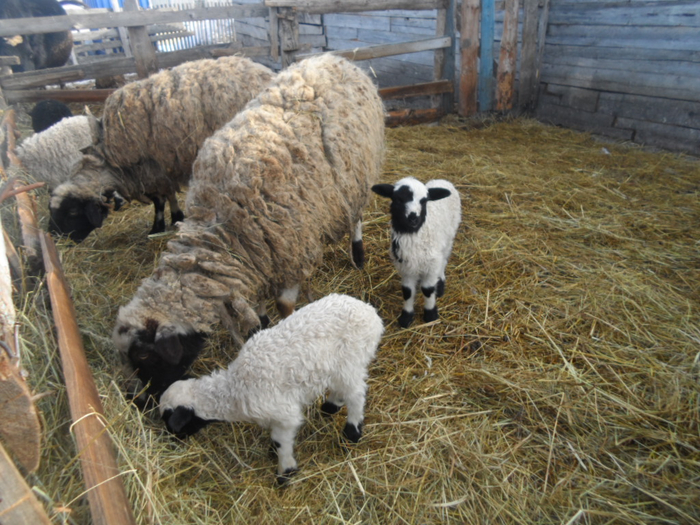 SAM_3176 (700x525, 467Kb)