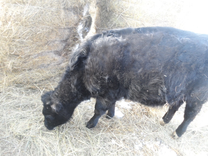 SAM_3183 (700x525, 399Kb)