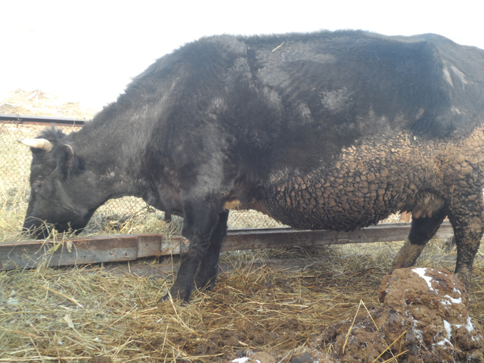 SAM_3187 (700x525, 412Kb)