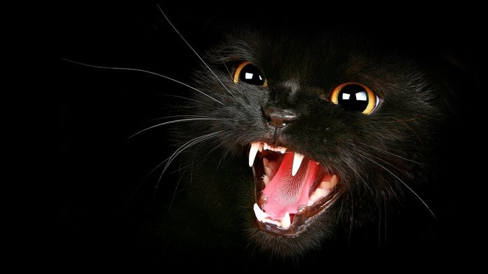 Картинка хоррор кот