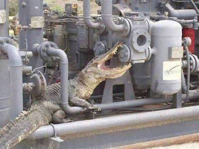 диверсант крокодил (700x525, 58Kb)