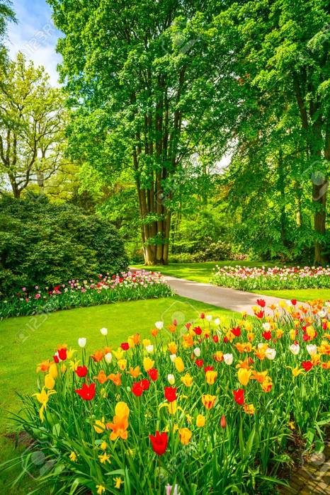 32566399-garden-in-keukenhof-tulip-flowers-and-trees-on-background-in-spring-netherlands-europe- (445x700, 104Kb)