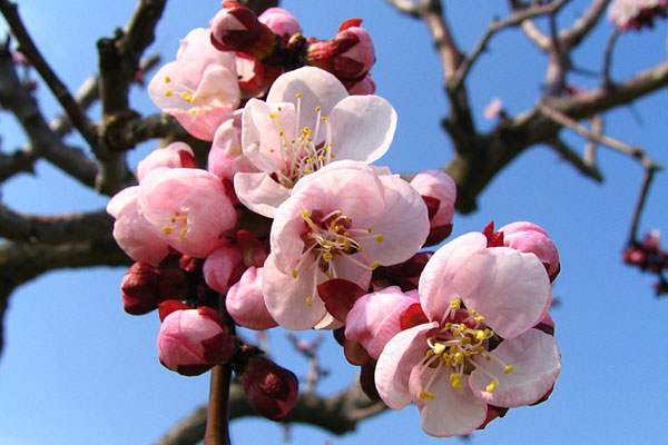 blossom-76422_640 (900x700, 57Kb)