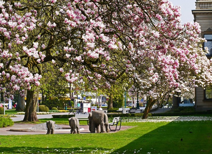 magnolia_blossom_kurpark_bad_rothenfelde_kurhaus_park_fountain_water_feature_spa-810583.jpg!d (900x708, 202Kb)