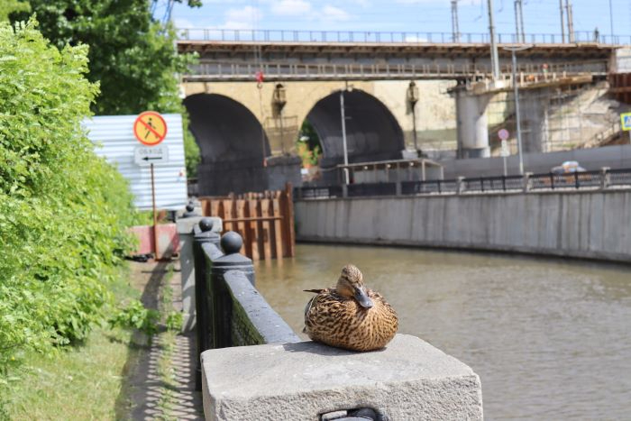 IMG_5718 (700x467, 236Kb)