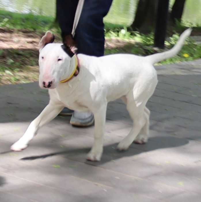 IMG_5835 (2) (698x700, 206Kb)