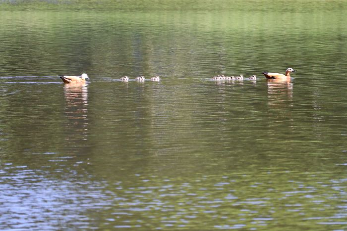 IMG_6110 (700x467, 204Kb)