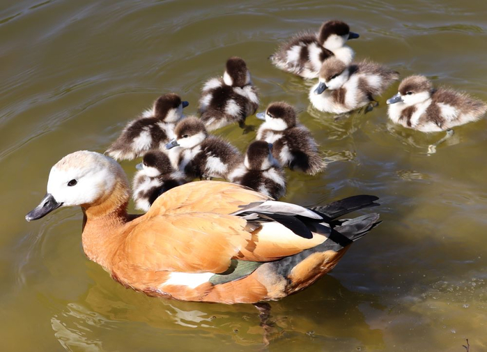 IMG_6201 (2) (700x505, 325Kb)