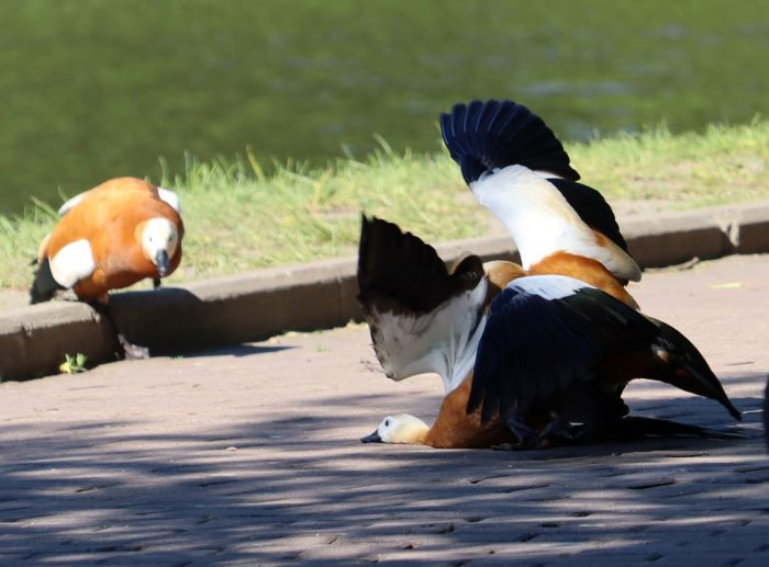 IMG_6216 (2) (700x517, 205Kb)