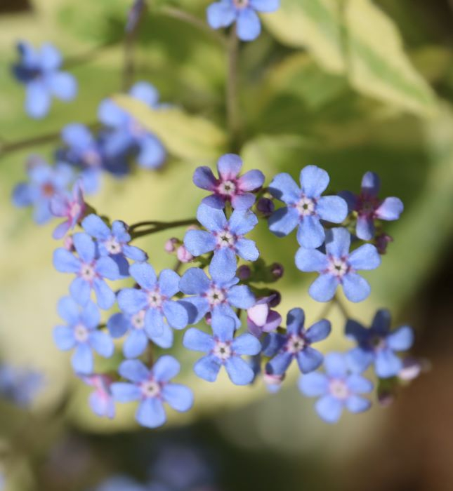 IMG_6232 (2) (645x700, 246Kb)