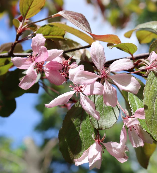 IMG_6287 (2) (635x700, 329Kb)